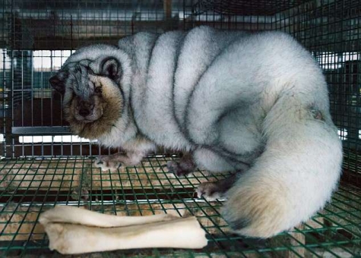 모피 탓에 학대받는 여우들…고도비만에 눈병까지