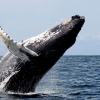 모든 수염고래의 조상…뉴질랜드서 신종 화석 발견