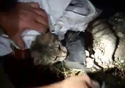 [여기는 남미] 감옥에 핸드폰 밀반입…고양이 배달부 적발