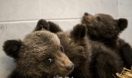어미는 어디에?…아기곰 3마리, 불가리아 산길서 발견　