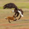 뛰는 여우 위에 나는 독수리의 먹이 쟁탈전, 승자는?