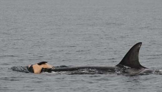 [알쏭달쏭+] 돌고래가 죽은 새끼를 등에 업고 헤엄치는 이유는?