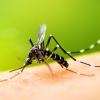 [와우! 과학] 모기가 옮기는 바이러스, 16세 소년에게서 최초 발견