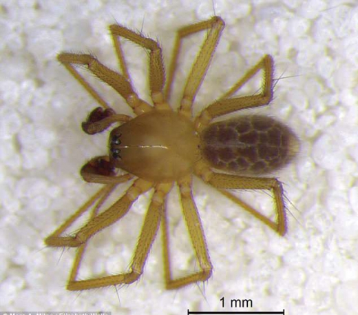 [와우! 과학] ‘2㎜’ 초소형 신종 거미 발견…동굴에서만 서식