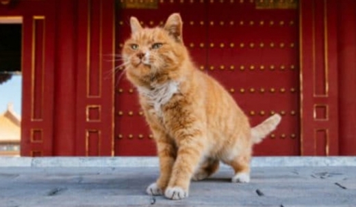 [여기는 중국] 월드컵 승리팀 예언 적중한 ‘점쟁이 고양이’ 급사