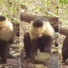[와우! 과학] 파나마 원숭이도 석기시대 진입…獨연구팀, 영상 공개