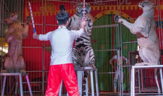 [여기는 중국] 동물학대 논란에도 명맥 이어가는 中 서커스단