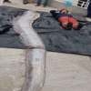 [여기는 남미] 길이 5m·무게 150kg ‘초대형 산갈치’ 잡혔다