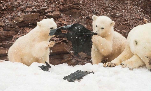 플라스틱 뜯어먹는 아기 북극곰 포착…북극마저 오염되다