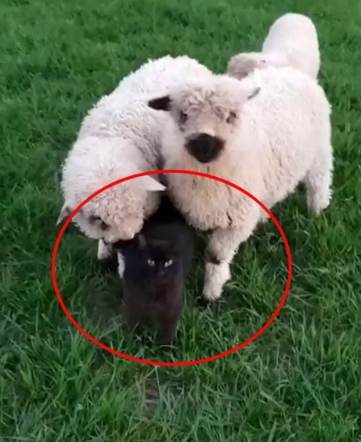 [애니멀 픽!] “양 없이는 못 살아!”…양과 절친 된 고양이