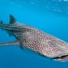 고래상어, 18m까지 자라고 130세까지 살 수 있다