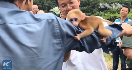 [애니멀 픽!] 겁에 질려 사람 팔 꽉 붙든 아기 원숭이