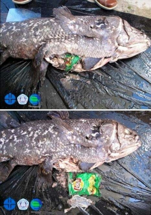 ‘살아있는 화석’ 원시 물고기, 바다 쓰레기 먹고 죽은 채 발견