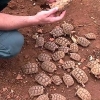 유럽 최대 보호종 거북이 밀매조직 적발…마리당 1300만원