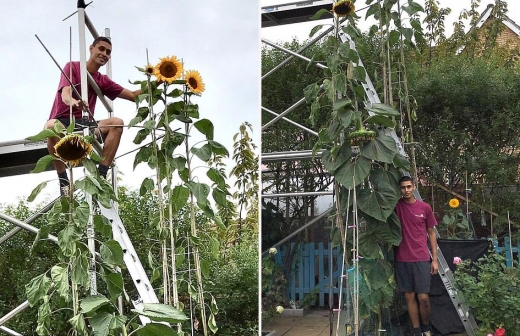 5m 길이 ‘거대 해바라기’ 길러낸 英남성의 사연