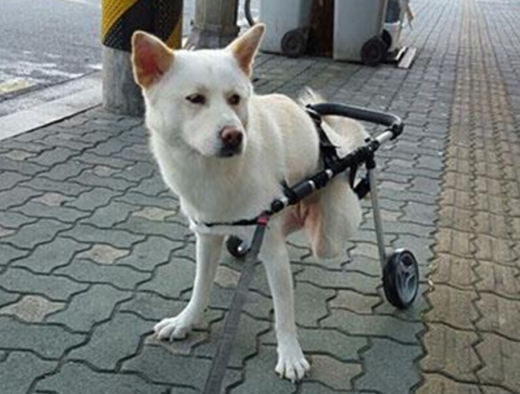 [애니멀구조대] 장애견 백곰이는 왜 미국 뉴저지로 갔을까