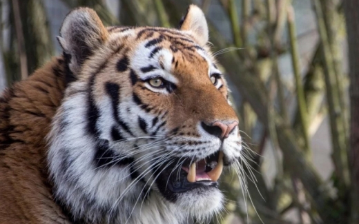中 “약재용 호랑이 뼈·코뿔소 뿔 거래 승인”…멸종 앞당길까