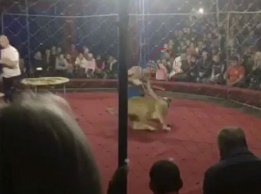 서커스 공연 도중 안전망 뚫고 아이 공격한 사자