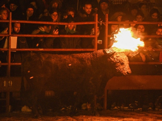 살아있는 소에 불붙이는 축제 논란…불 끄려 벽에 돌진하기도