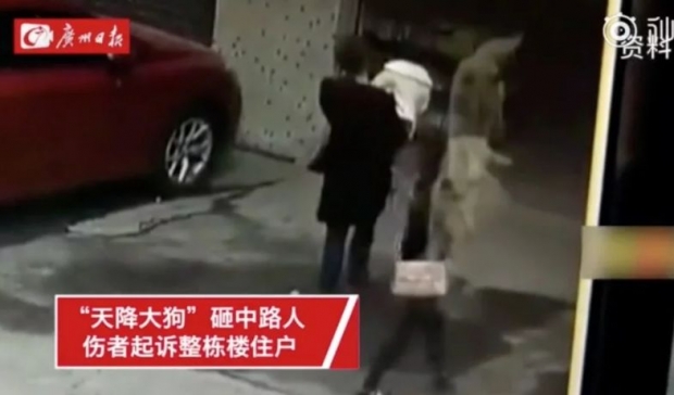 ‘하늘에서 떨어진 개’에 맞아 중태에 빠진 여성