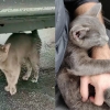 [반려독 반려캣] 길에서 도움청한 새끼 고양이 입양한 남성의 사연