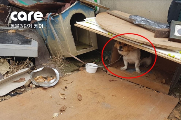 [애니멀구조대] “성범죄자가 개를 학대하고 있어요” 충격 제보