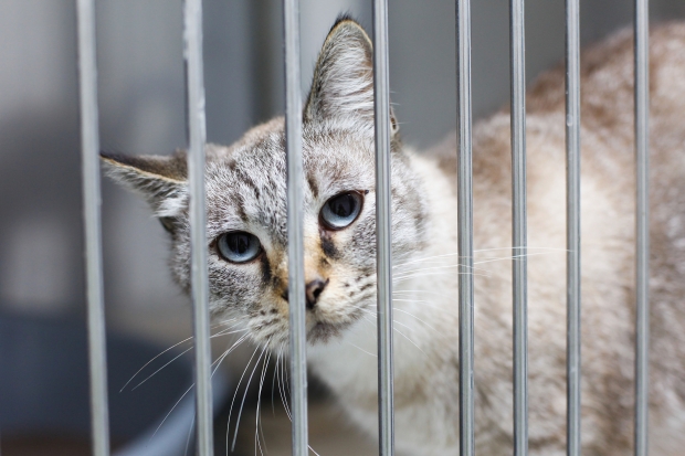 [여기는 중국] 고양이 375마리, ‘고양이 고기’ 도살장서 구출