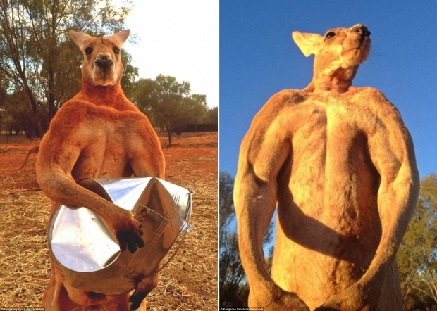 양동이 ‘으지직’… ‘근육질 캥거루’ 12세 나이로 세상 떠났다