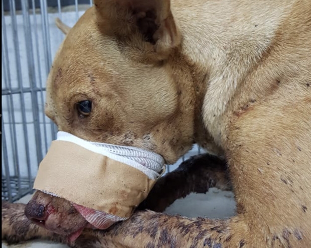 [여기는 남미] “인간이 미안해”…폭죽테러로 주둥이 터진 유기견