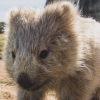 ‘극강 귀요미’ 야생동물 웜뱃, 관광객 ‘셀카 요청’에 위기