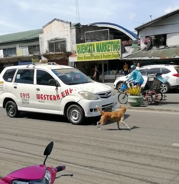 새끼 로드킬 당하자 울부짖으며 차도로 뛰어든 어미 개