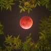 [우주를 보다] 가장 아름다운 ‘블러드 슈퍼문’ - 개기월식의 달