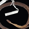 [와우! 과학] 뱀의 뱃속에서 발견된 미스터리 뱀…처음보는 신종