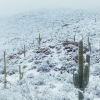 [모바일 픽!] 선인장 즐비한 북미 사막에 펑펑 눈 내렸다