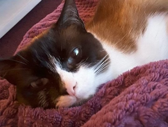 [반려독 반려캣] 고양이 들어간 줄 모르고 세탁기 돌렸다 눈총받은 집사