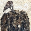 [와우! 과학] 깃털까지 생생…5200만년 전 참새 조상 화석 발견