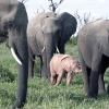 만화 속 주인공?…희귀 ‘핑크 아기 코끼리’ 남아공서 발견