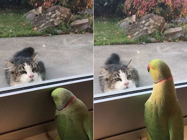 [애니멀 픽!] 까꿍 놀이?…창밖 고양이 약 올리는 앵무새