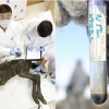 [핵잼 사이언스] 황우석 연구팀, 4만 년 전 망아지 사체서 ‘혈액’ 채취 성공
