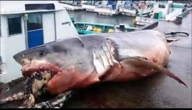 바다거북 먹다가 질식사…일본 앞바다서 백상아리 죽은 채 발견