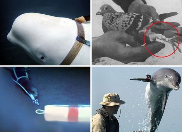 러시아의 비밀 스파이 흰고래?...무기로 이용당한 동물들