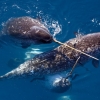 [핵잼 사이언스] ‘바다의 유니콘’ 일각고래…게놈 분석해보니 더 독특