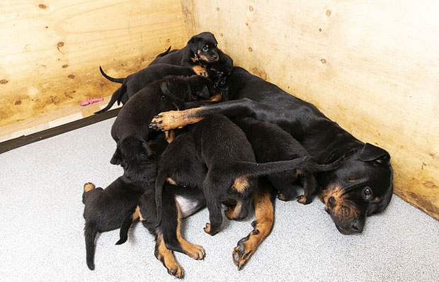 [반려독 반려캣] 새끼 16마리 한번에 낳은 ‘다둥이 견공’