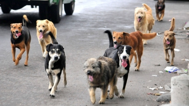 [여기는 남미] 매년 버려지는 개와 고양이 50만 마리…멕시코 골머리