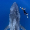 혹시 잠수함?…지구상 최대 크기 동물 거대 ‘대왕고래’ 포착