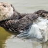 [안녕? 자연] 비닐 쓰레기 덮은 해달의 어리둥절한 표정