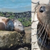 [안녕? 자연] 플라스틱 쓰레기에 목졸린 채 발견된 아기 바다사자