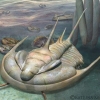 [핵잼 사이언스] 5억년 전 살았던 신종 ‘삼엽충의 왕’ 발견