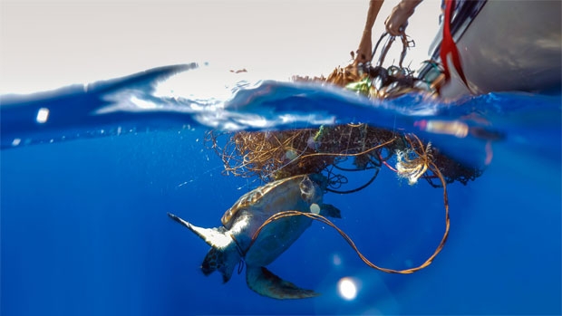 “살려주세요”…폐그물에 목 졸린 멸종위기 바다거북 포착