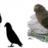 [핵잼 사이언스] 키 1m…거대 덩치 가진 ‘헤라클레스 앵무새’ 화석 발견